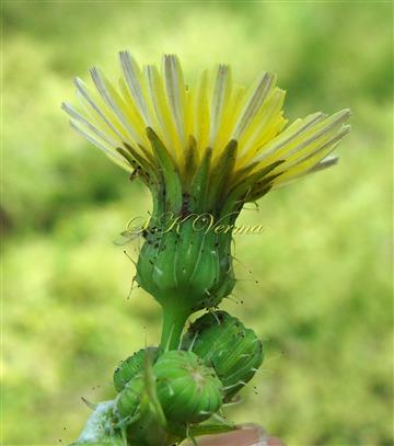  Capitulum with Involucre